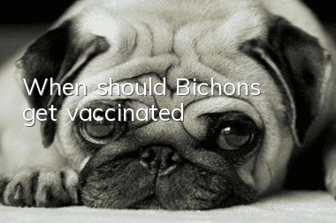 When should Bichons get vaccinated?