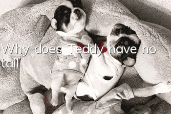 Why does Teddy have no tail?