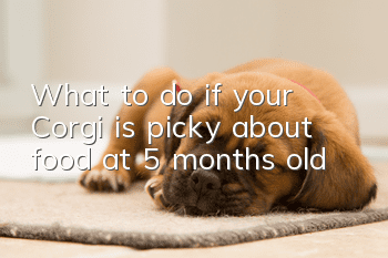 What to do if your Corgi is picky about food at 5 months old