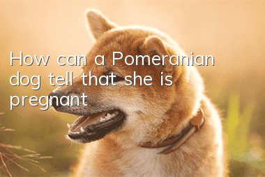 How can a Pomeranian dog tell that she is pregnant?