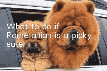 What to do if Pomeranian is a picky eater