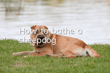 How to bathe a sheepdog