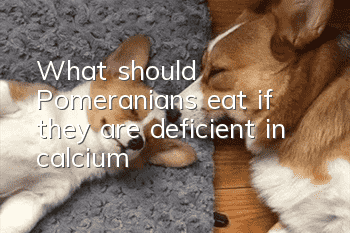 What should Pomeranians eat if they are deficient in calcium?