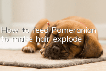 How to feed Pomeranian to make hair explode