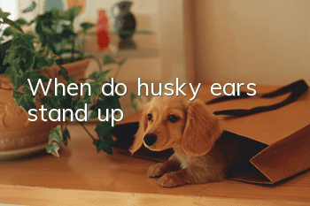 When do husky ears stand up?