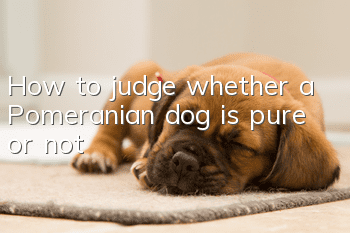How to judge whether a Pomeranian dog is pure or not