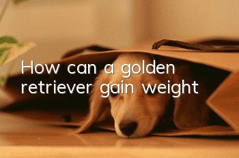 How can a golden retriever gain weight?