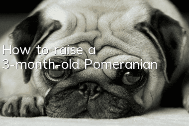 How to raise a 3-month-old Pomeranian