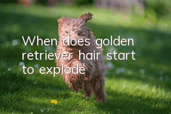 When does golden retriever hair start to explode?