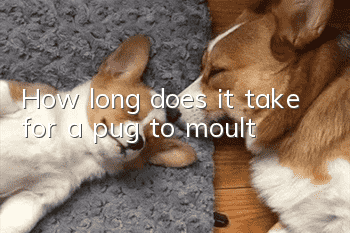 How long does it take for a pug to moult?