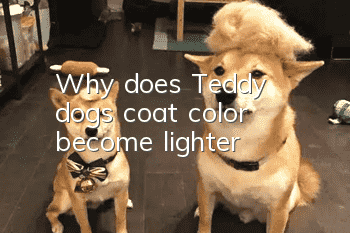Why does Teddy dog's coat color become lighter?