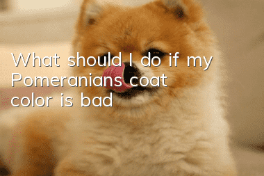 What should I do if my Pomeranian’s coat color is bad?