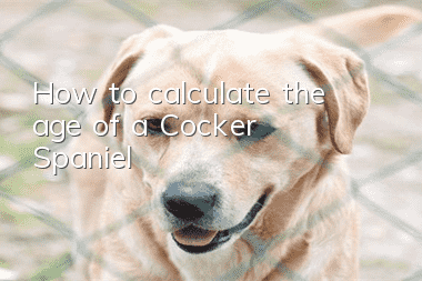 How to calculate the age of a Cocker Spaniel