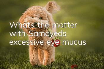 What's the matter with Samoyed's excessive eye mucus?