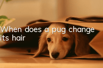 When does a pug change its hair?