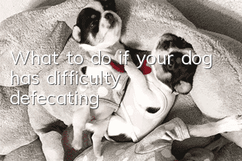 What to do if your dog has difficulty defecating