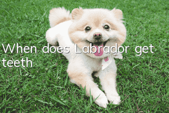 When does Labrador get teeth?