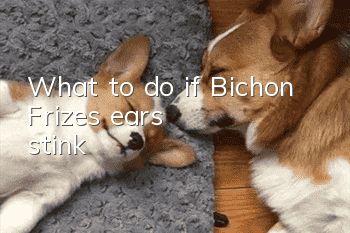 What to do if Bichon Frize's ears stink