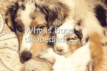 Why is Bago disobedient?