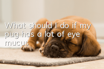 What should I do if my pug has a lot of eye mucus?