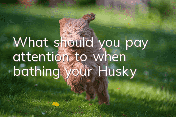 What should you pay attention to when bathing your Husky?