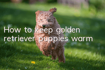 How to keep golden retriever puppies warm