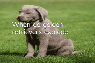When do golden retrievers explode?