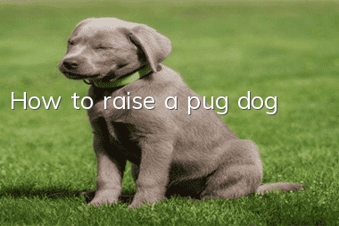 How to raise a pug dog
