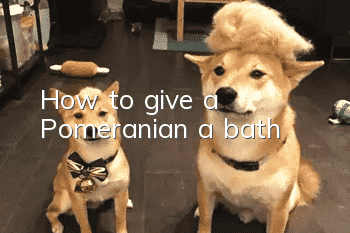 How to give a Pomeranian a bath