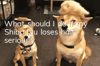 What should I do if my Shiba Inu loses hair seriously?