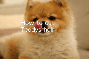 How to cut Teddy's hair