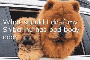 What should I do if my Shiba Inu has bad body odor?