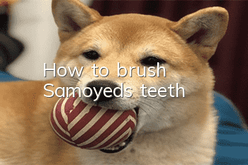 How to brush Samoyed's teeth