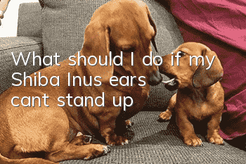 What should I do if my Shiba Inu’s ears can’t stand up?