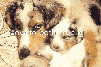 How to bathe a pug