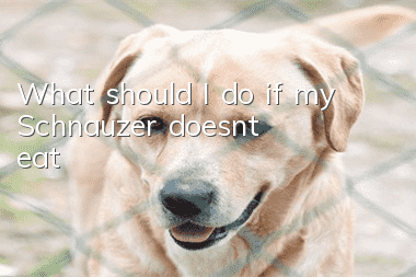 What should I do if my Schnauzer doesn’t eat?