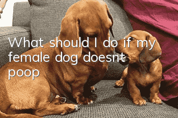 What should I do if my female dog doesn’t poop?