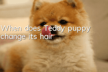 When does Teddy puppy change its hair?