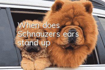 When does Schnauzer's ears stand up?