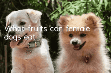 What fruits can female dogs eat?