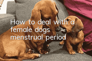 How to deal with a female dog’s menstrual period