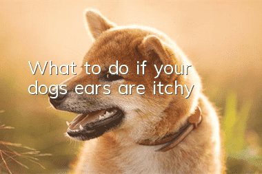 What to do if your dog’s ears are itchy