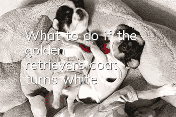 What to do if the golden retriever's coat turns white