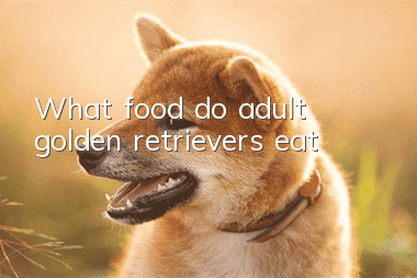 What food do adult golden retrievers eat?