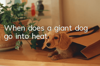 When does a giant dog go into heat?