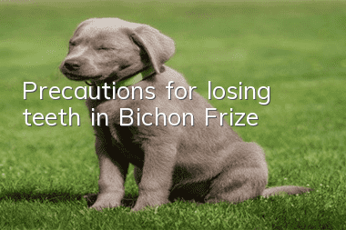 Precautions for losing teeth in Bichon Frize