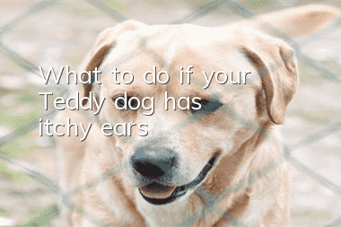 What to do if your Teddy dog ​​has itchy ears