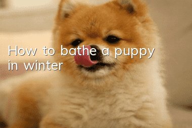 How to bathe a puppy in winter