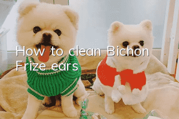 How to clean Bichon Frize ears