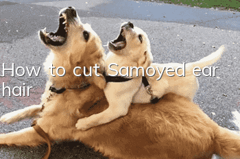 How to cut Samoyed ear hair